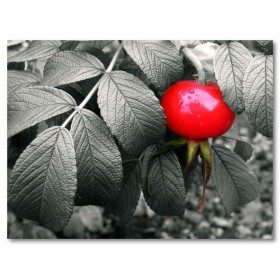 Αφίσα (επιλεκτικός, κόκκινος, φυτό, μαύρο, λευκό, άσπρο)